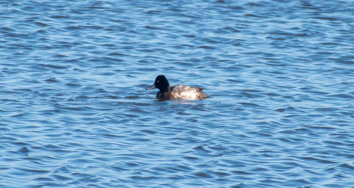 Lesser Scaup - ML646219948