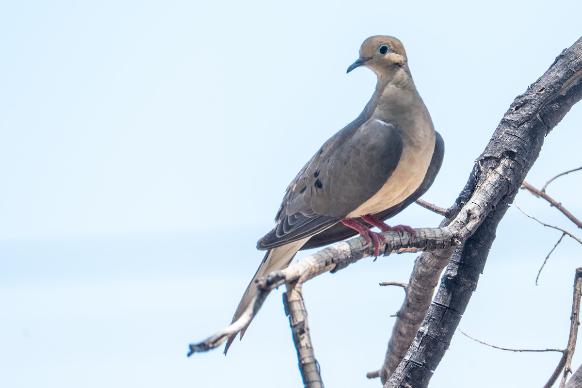 Mourning Dove - ML646219950
