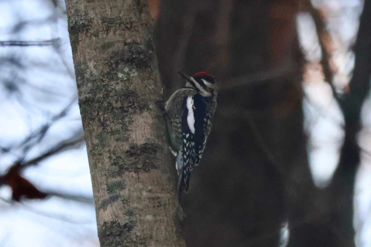 Yellow-bellied Sapsucker - ML646219954