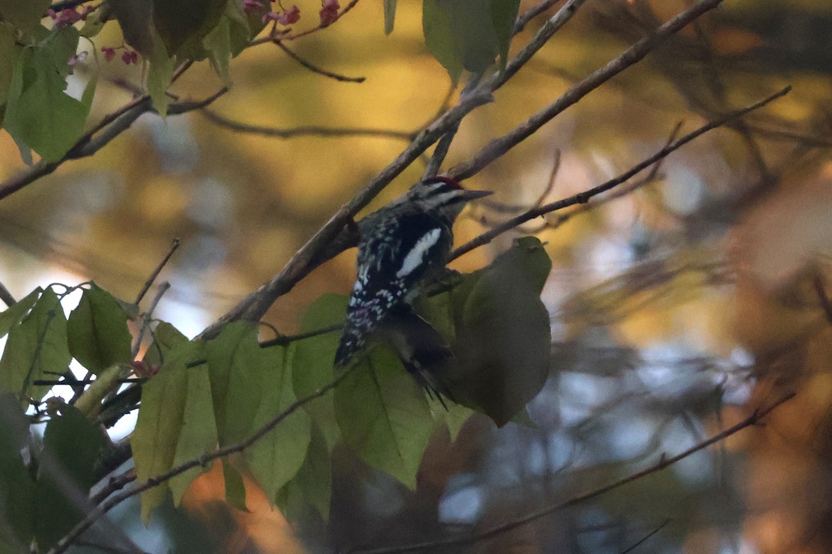 Yellow-bellied Sapsucker - ML646219956