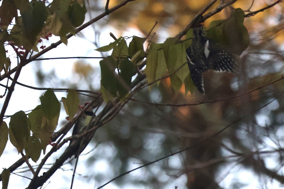 Yellow-bellied Sapsucker - ML646219957