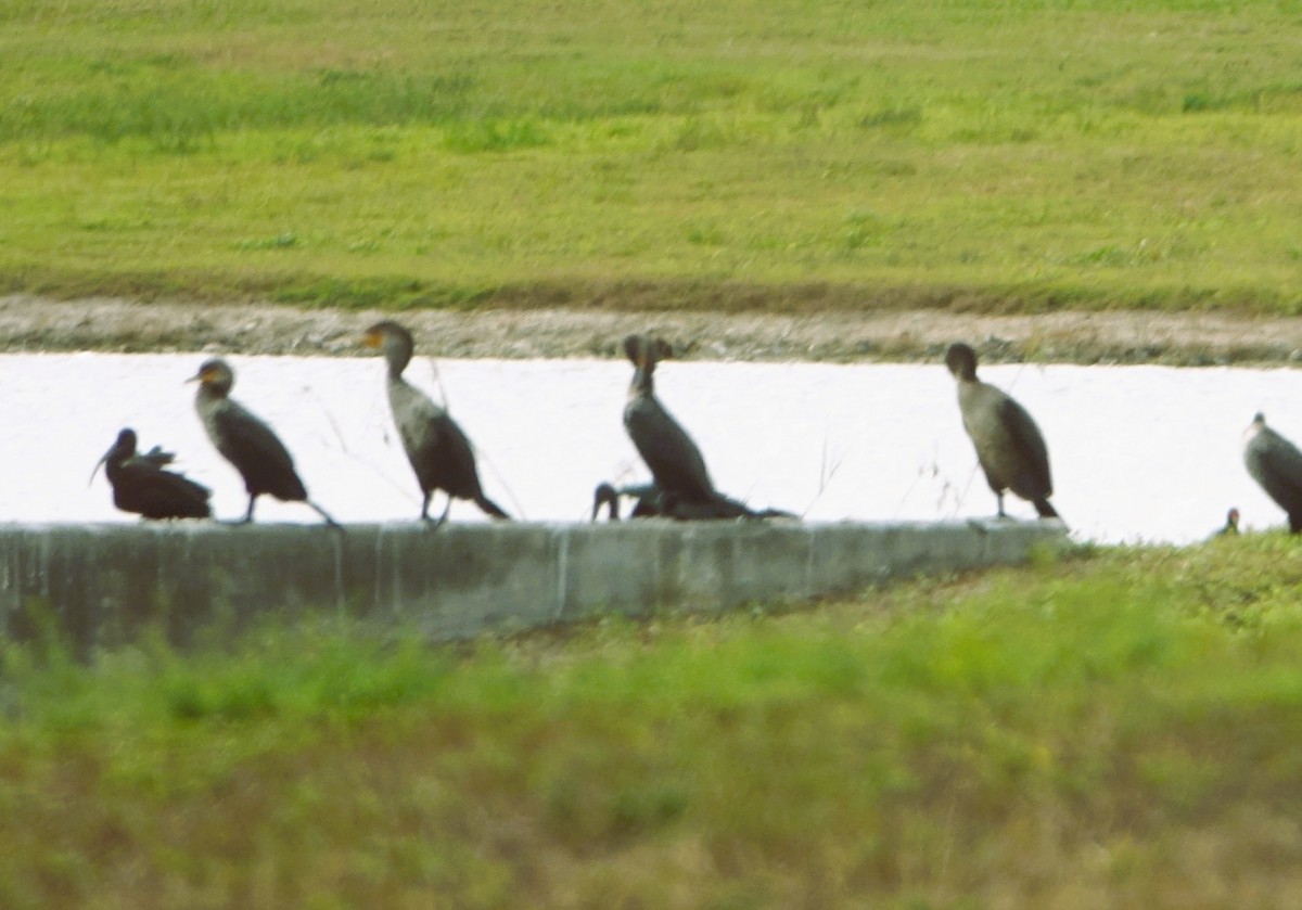 Ушастый баклан - ML646219965