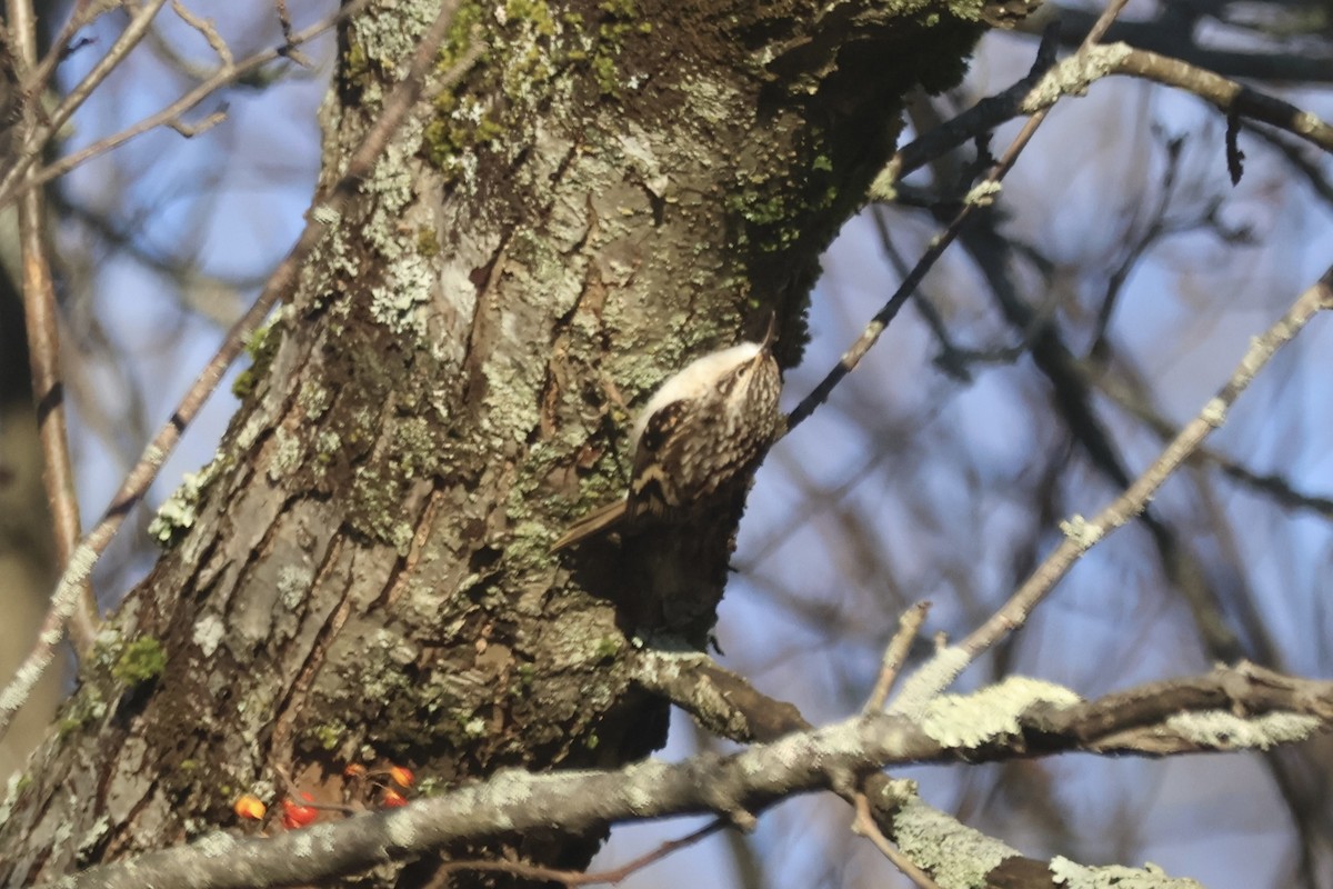Brown Creeper - ML646219970