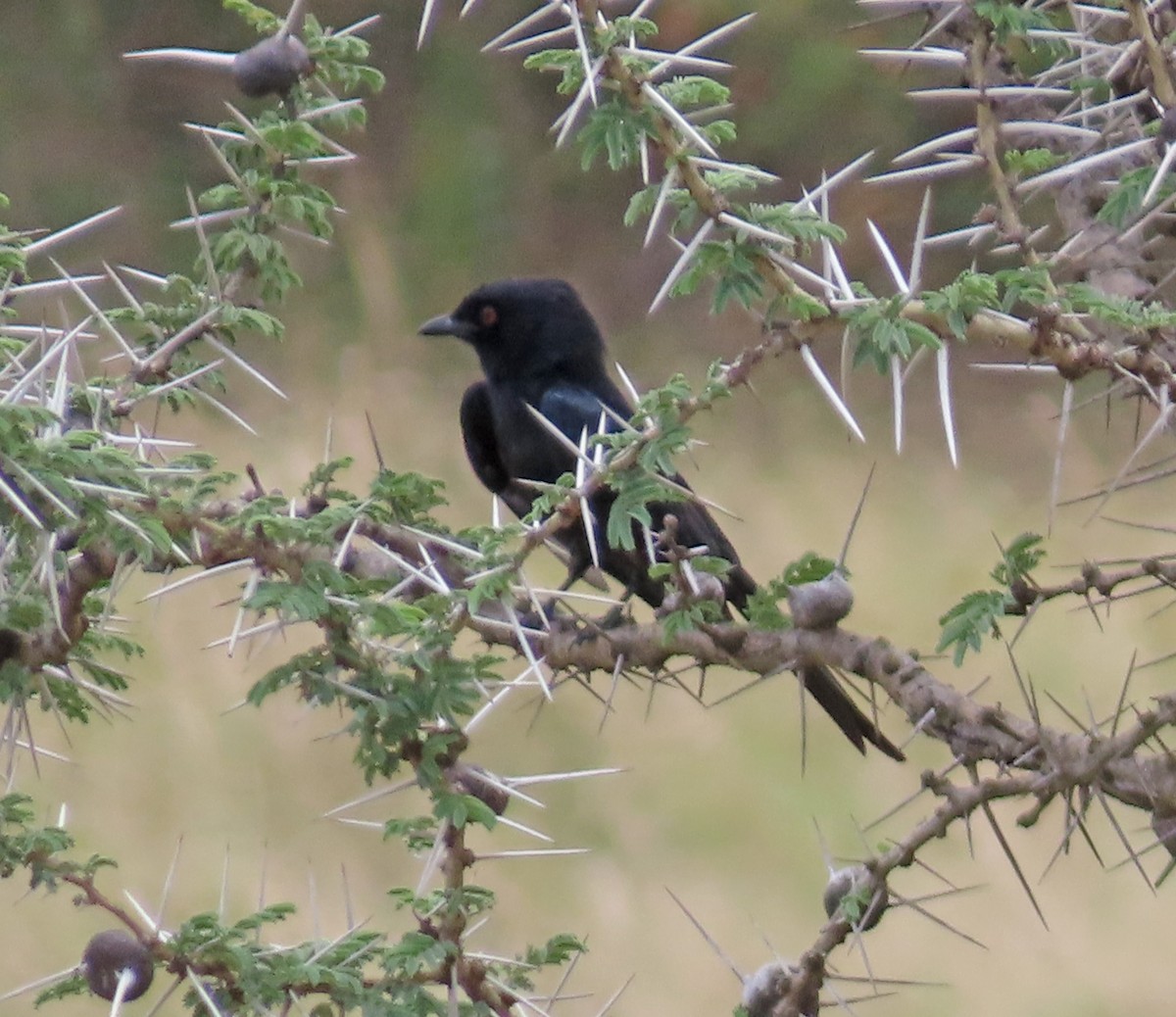 Fork-tailed Drongo - ML646219971