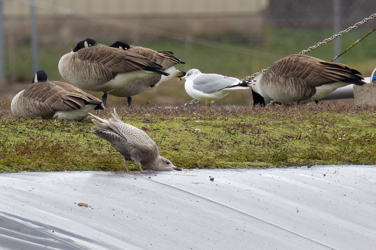 Iceland Gull (kumlieni) - ML646219972