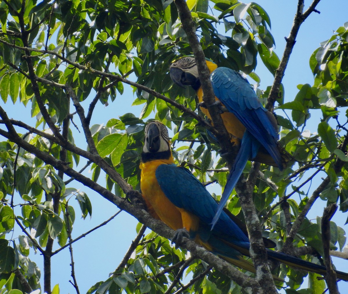 Blue-and-yellow Macaw - ML646219973