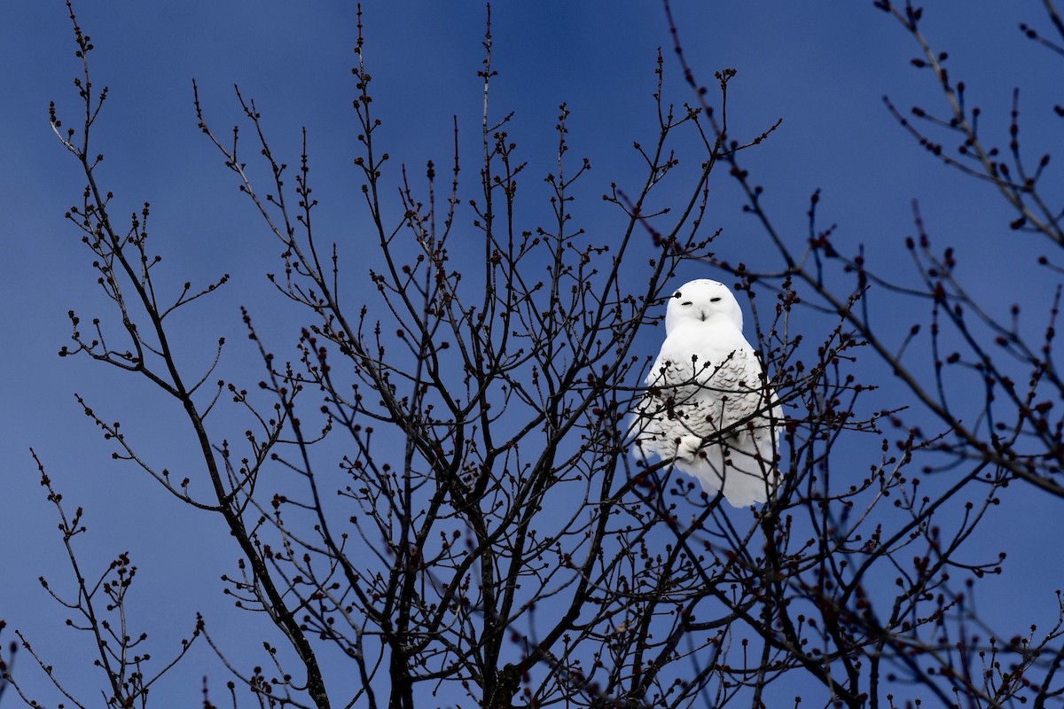 Snowy Owl - ML646219976
