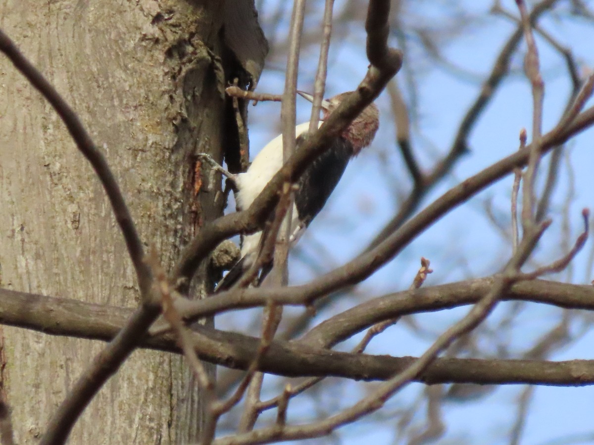 Red-headed Woodpecker - ML646219977