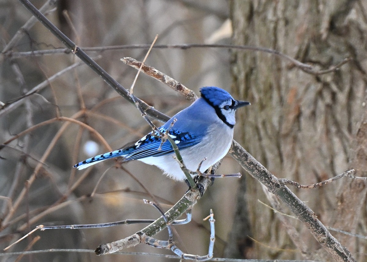Blue Jay - ML646219978