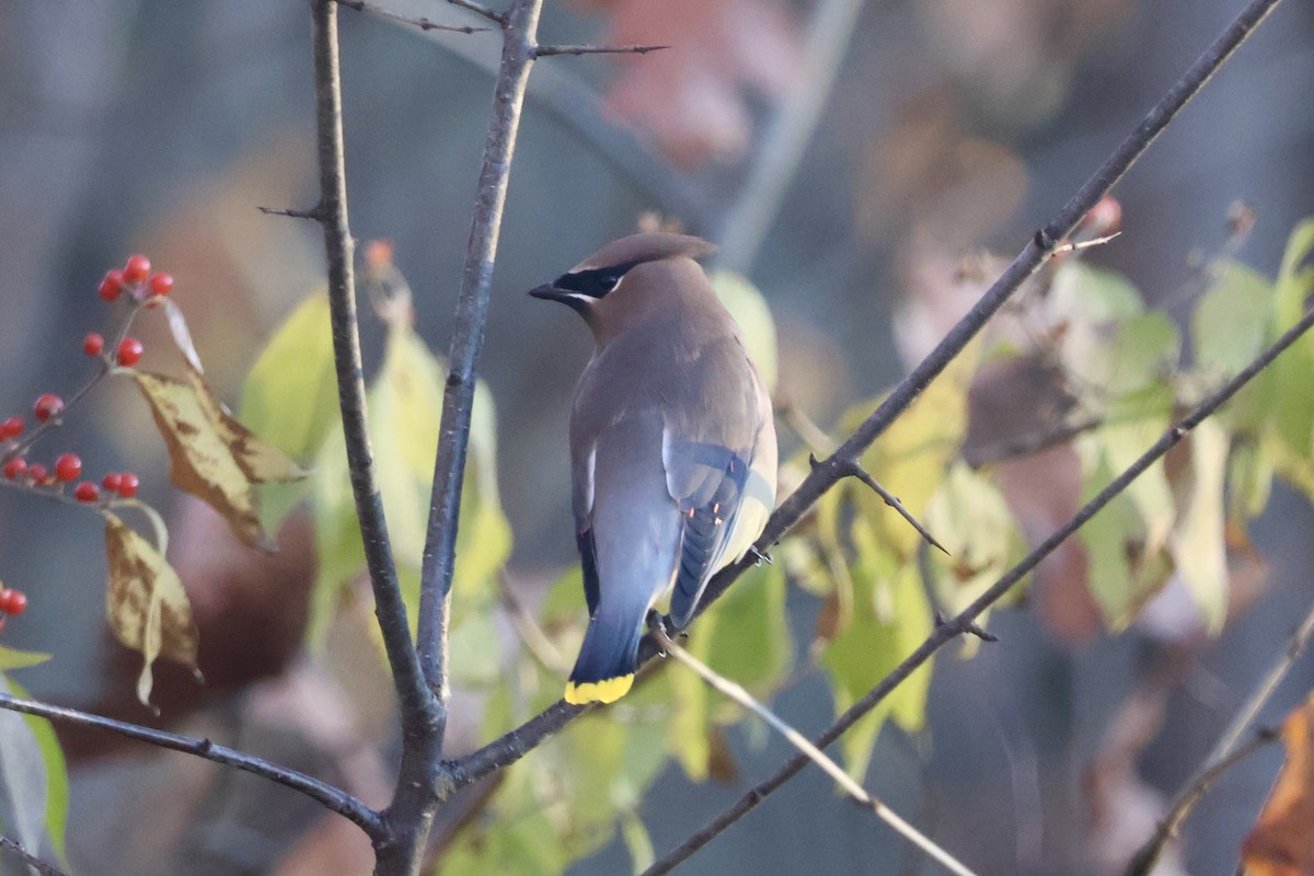 ציצנית אמריקנית - ML646219983