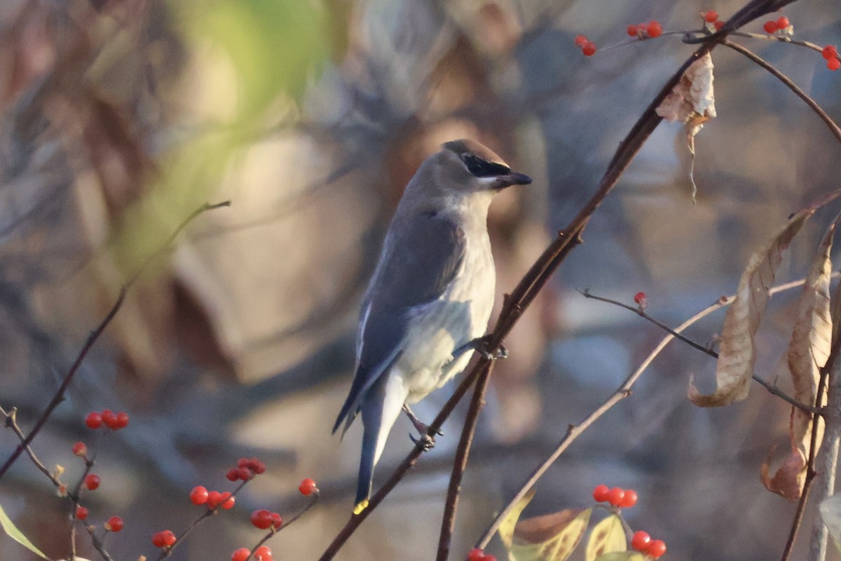 ציצנית אמריקנית - ML646219984