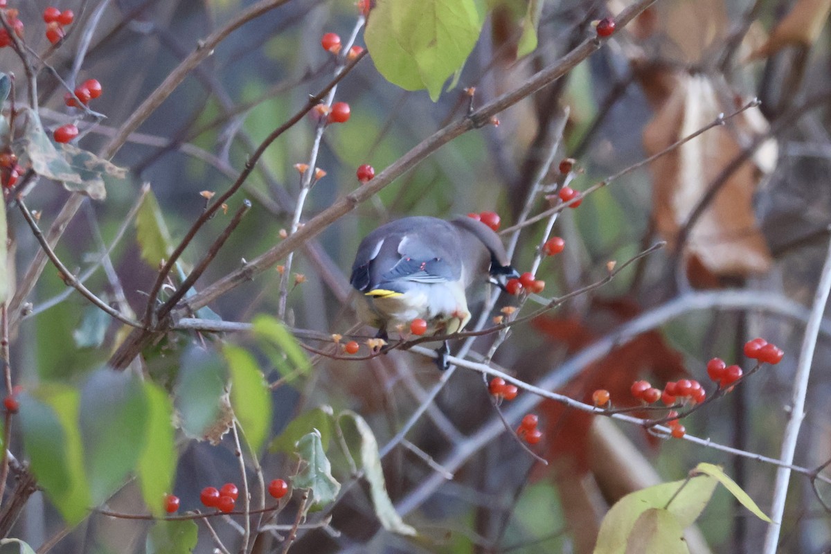 ציצנית אמריקנית - ML646219985