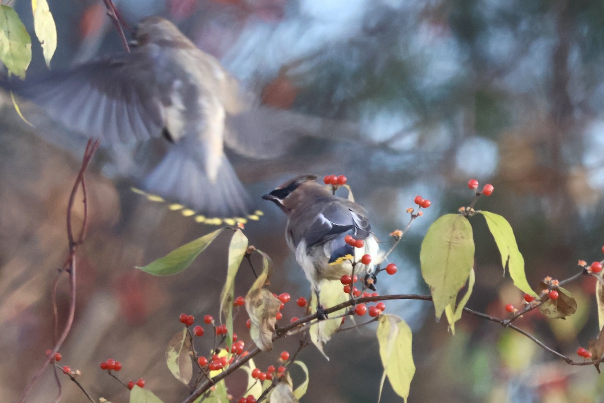 ציצנית אמריקנית - ML646219986