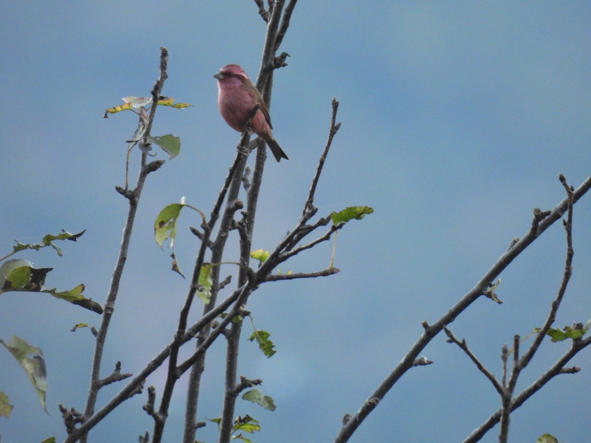 Pink-browed Rosefinch - ML646219990