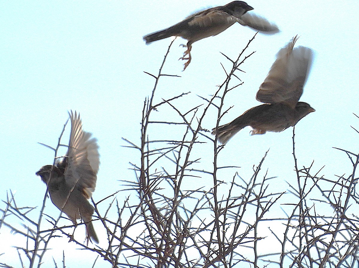 דרור הבית - ML646219997