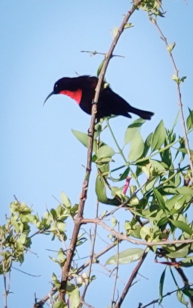 Scarlet-chested Sunbird - ML646220000