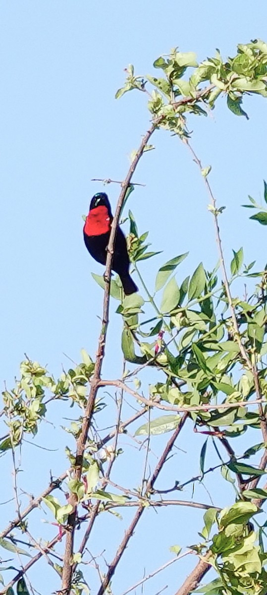Scarlet-chested Sunbird - ML646220001