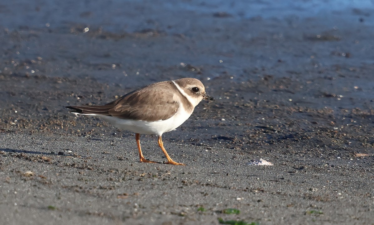 Common Ringed Plover - ML646220008