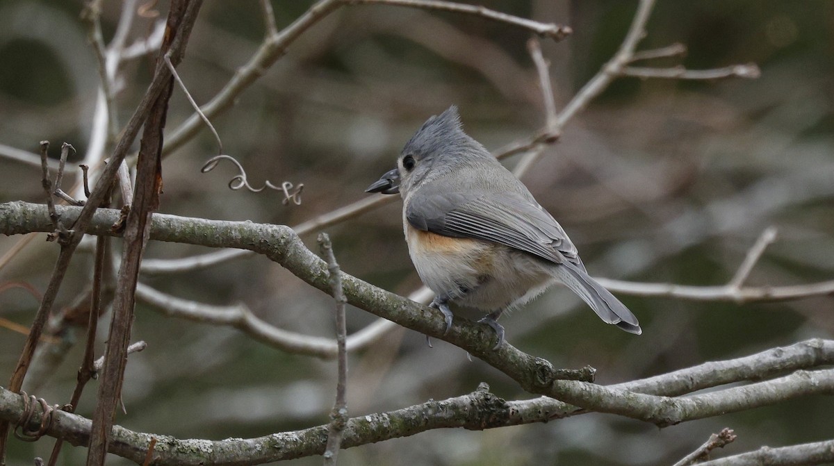 Tufted Titmouse - ML646220010
