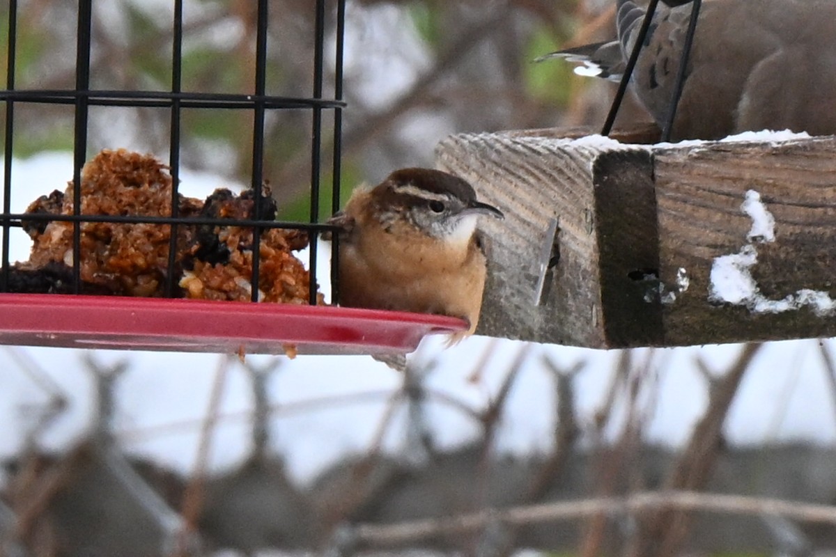 Carolina Wren - ML646220012
