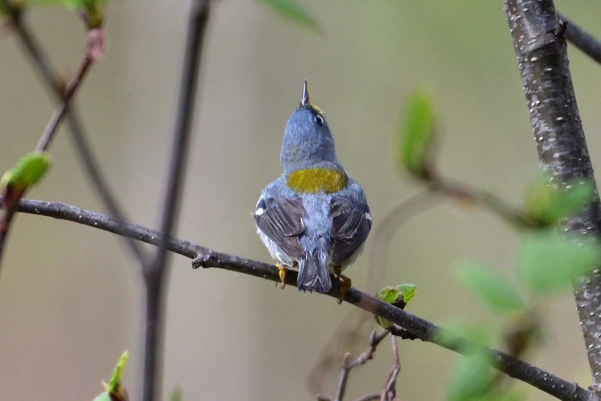 Очковая древесница - ML646220013