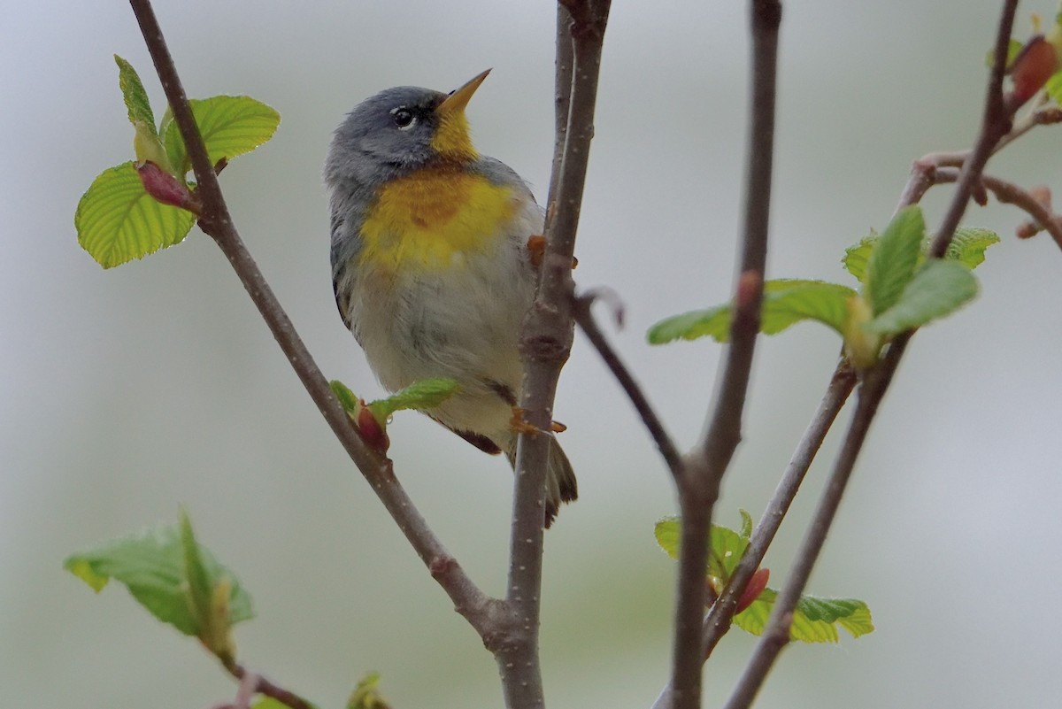 Очковая древесница - ML646220014