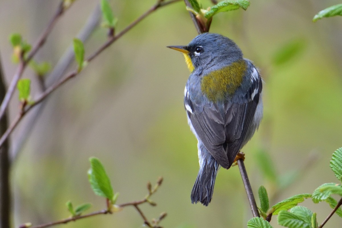 Очковая древесница - ML646220015