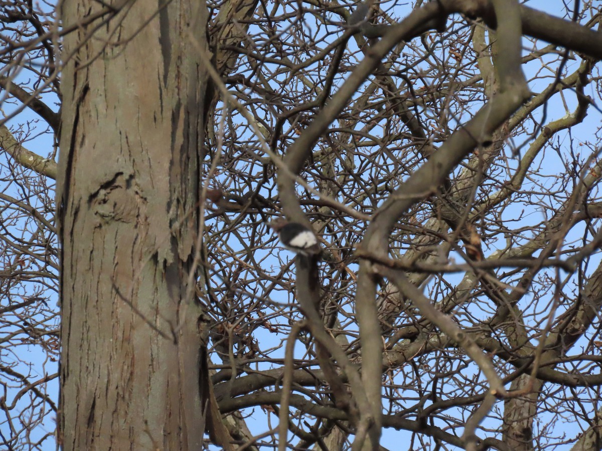 Red-headed Woodpecker - ML646220019