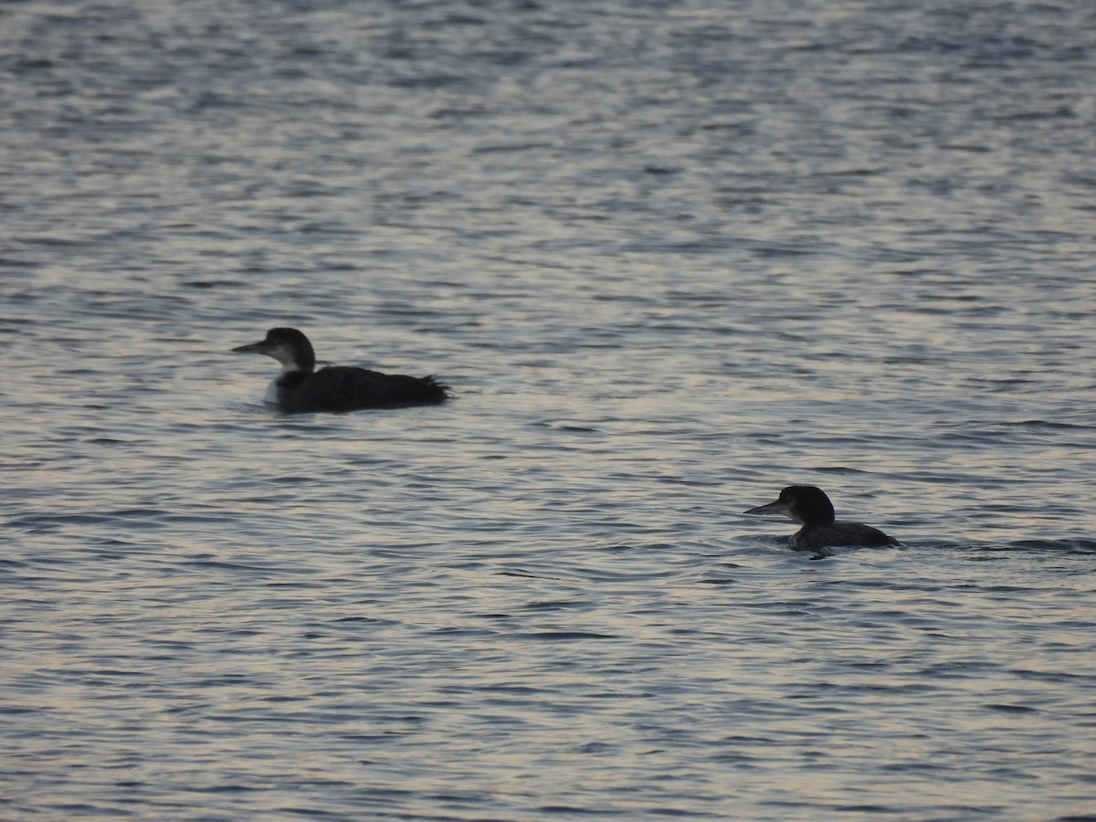 Common Loon - ML646220020