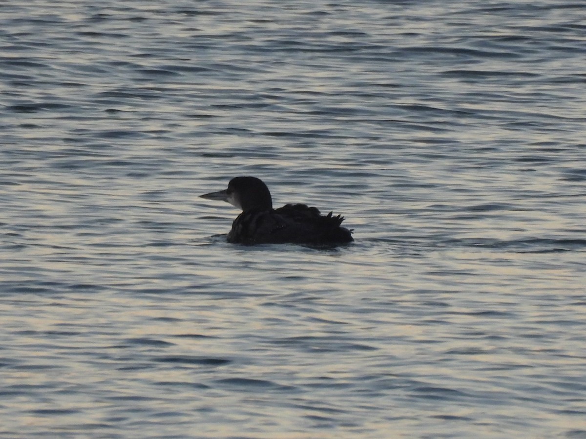 Common Loon - ML646220021