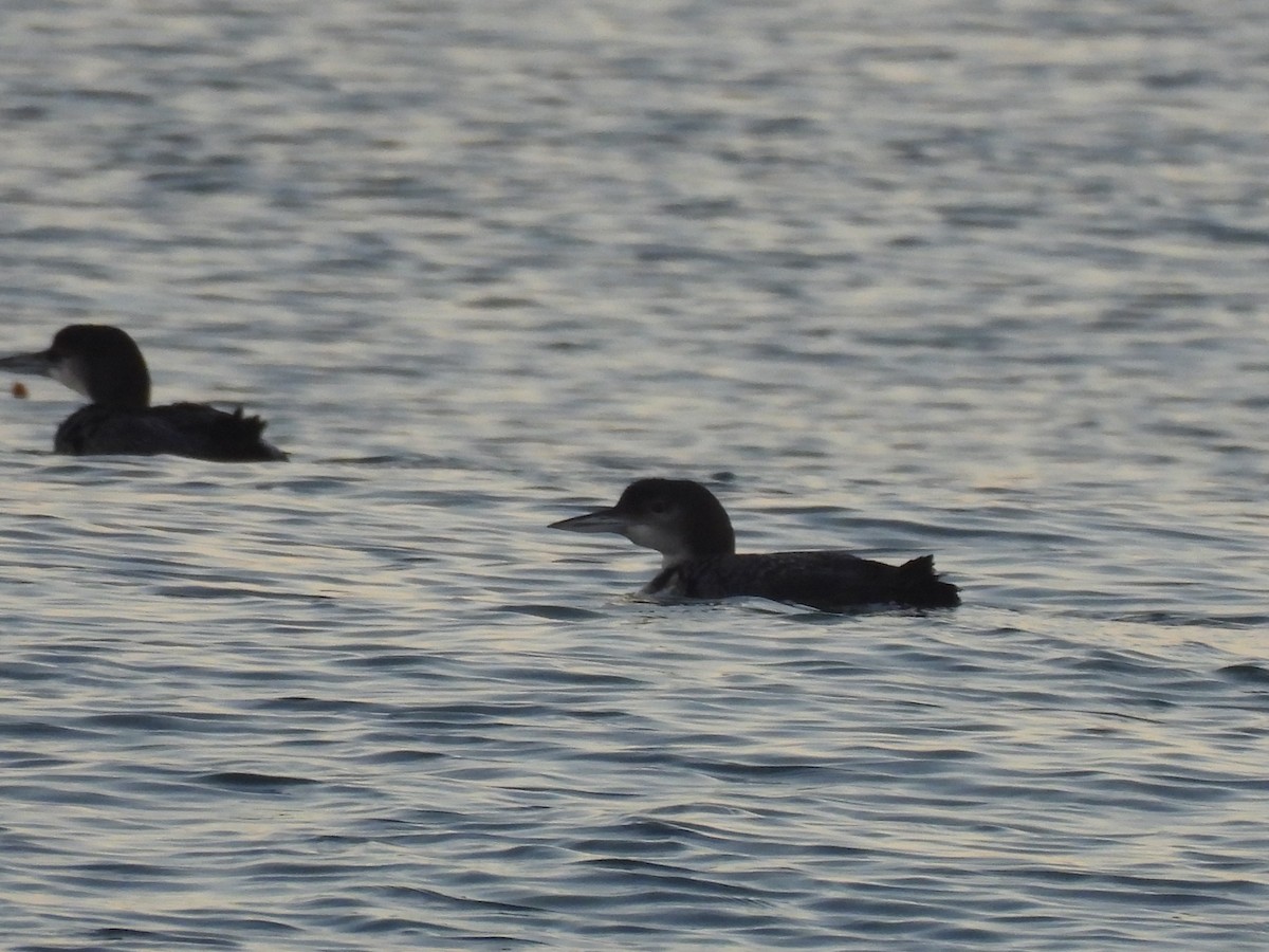 Common Loon - ML646220022