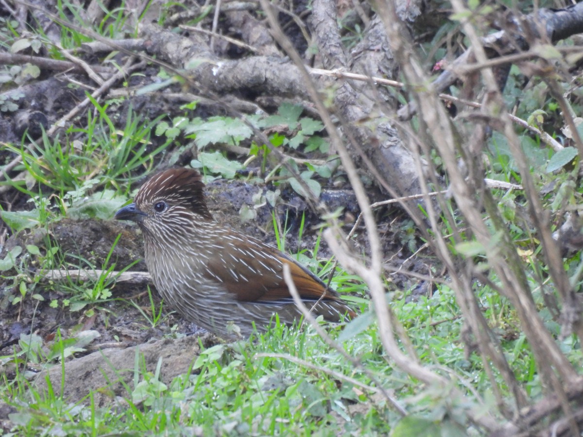 Striated Laughingthrush - ML646220030