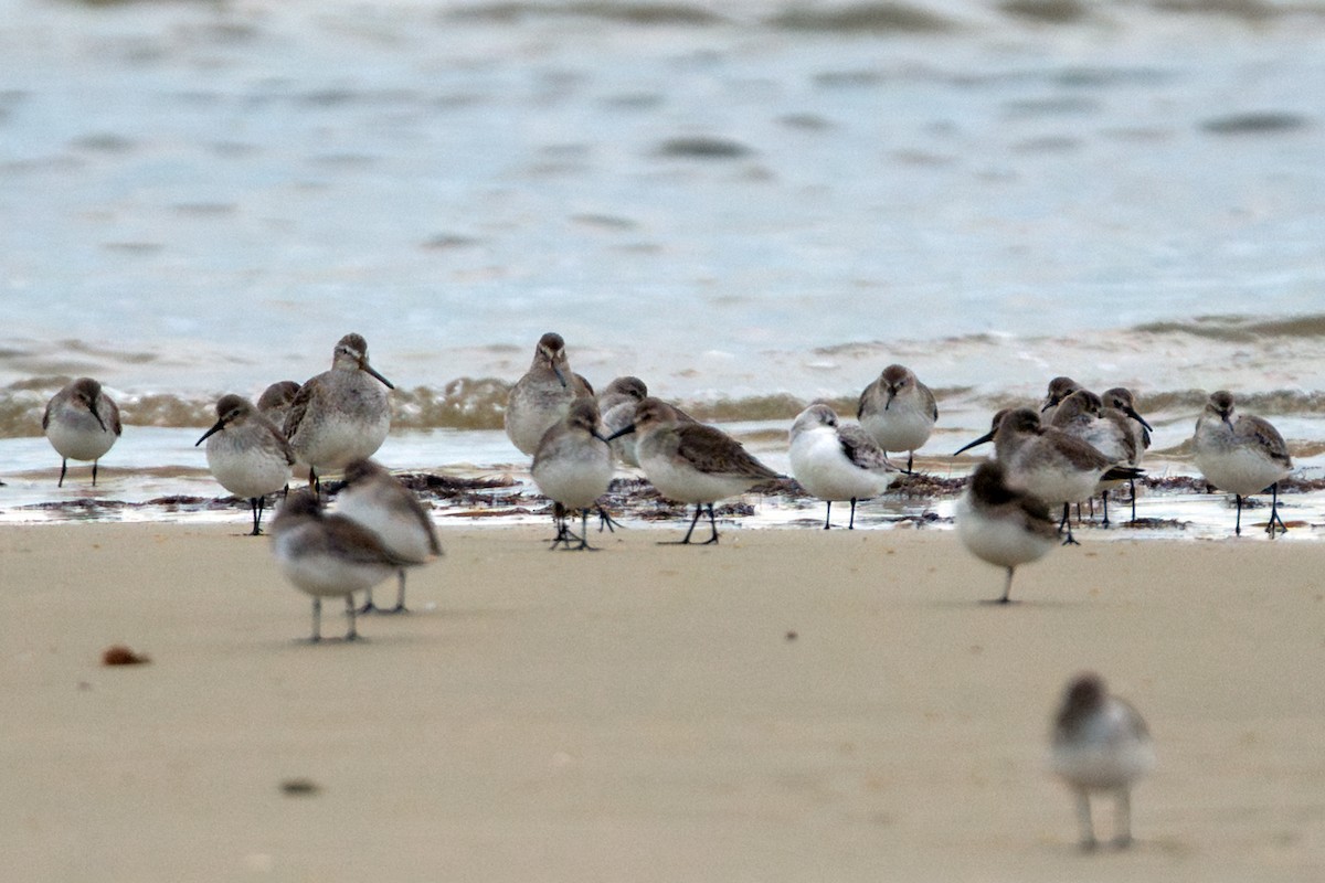 Short-billed Dowitcher - ML646220032