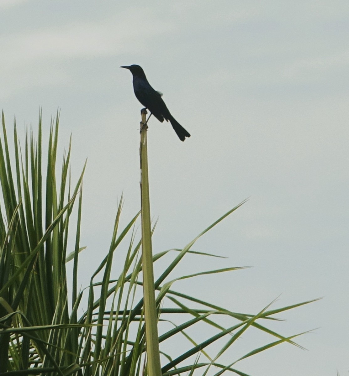 キタオナガクロムクドリモドキ - ML646220034