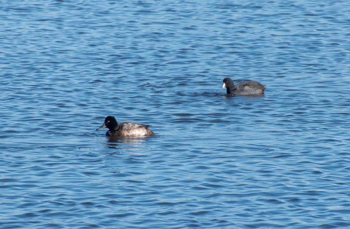 Lesser Scaup - ML646220035