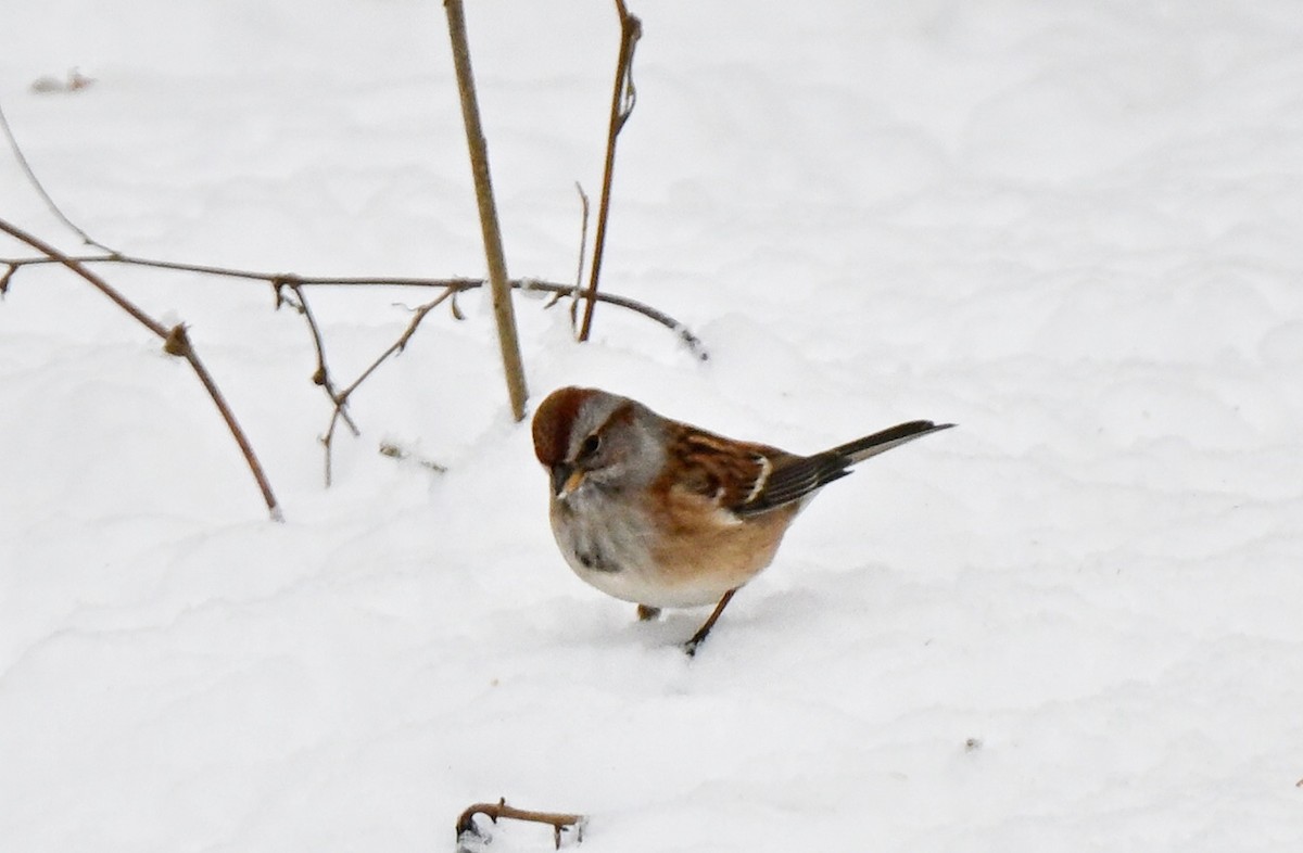 Hudson Körfezi Serçesi - ML646220036