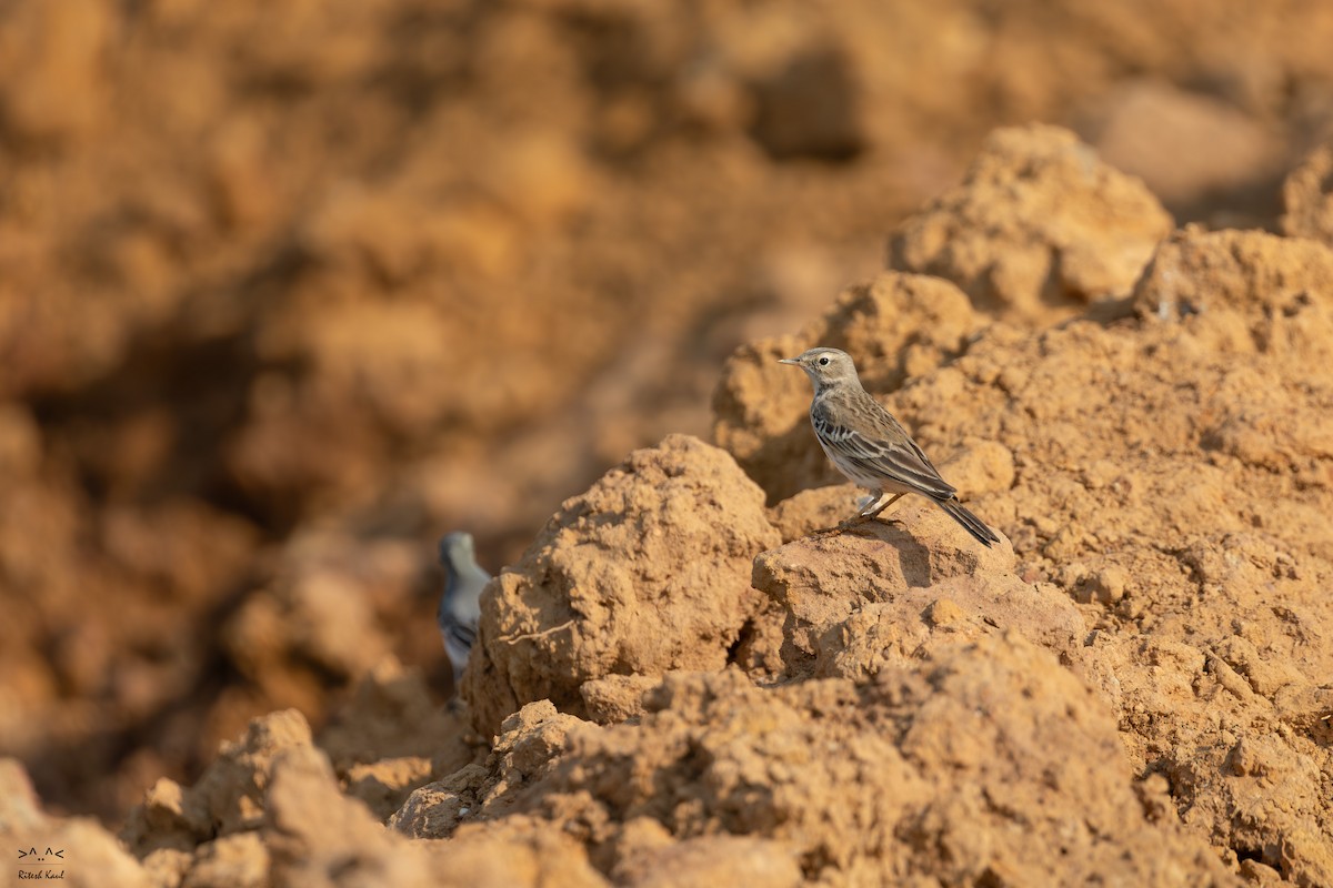 Greater Short-toed Lark - ML646220037