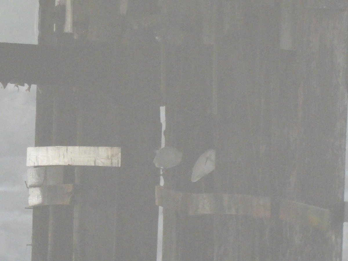 Snowy Egret - ML646220038