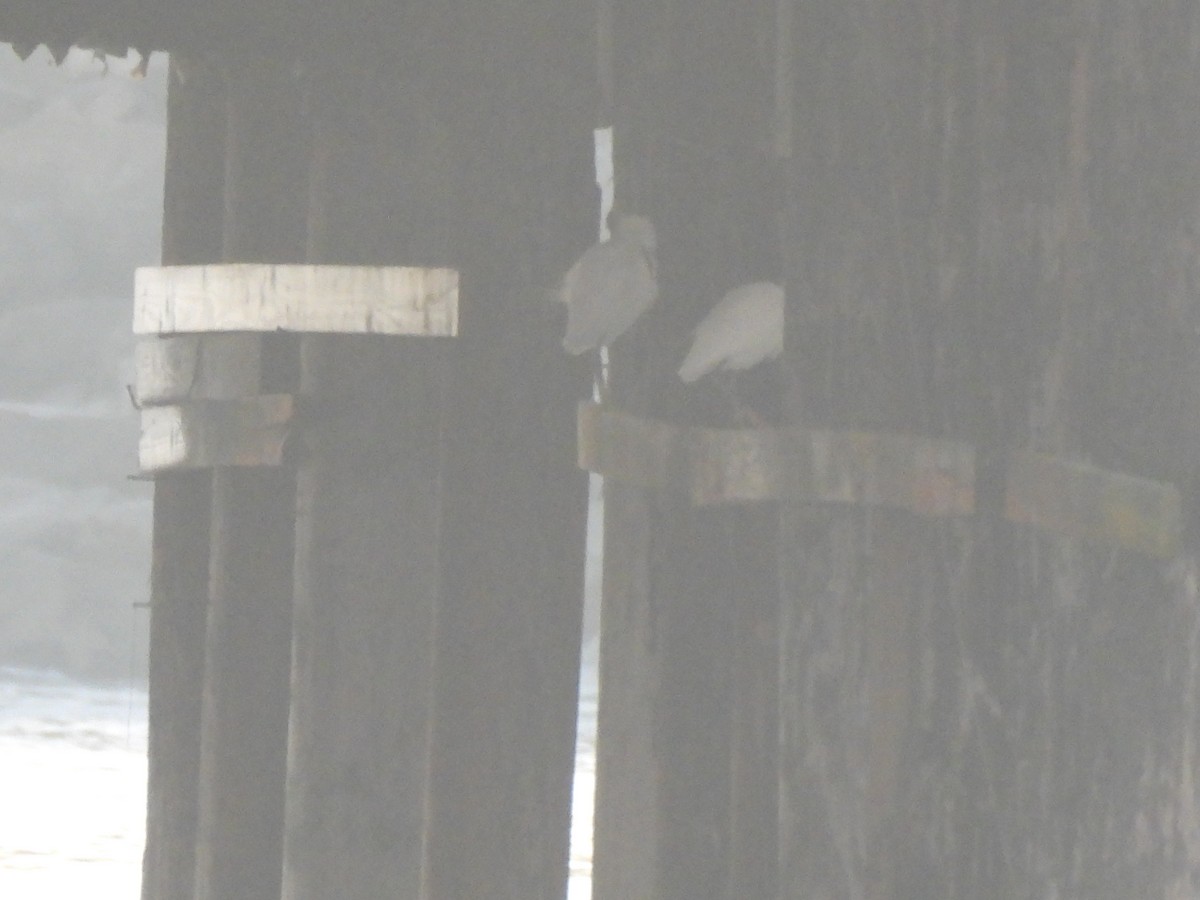 Snowy Egret - ML646220039