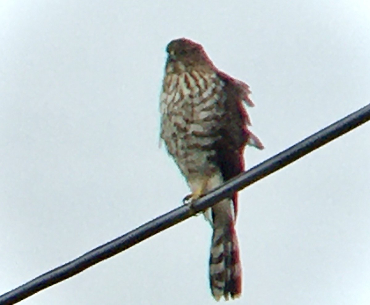 Cooper's Hawk - ML646220059