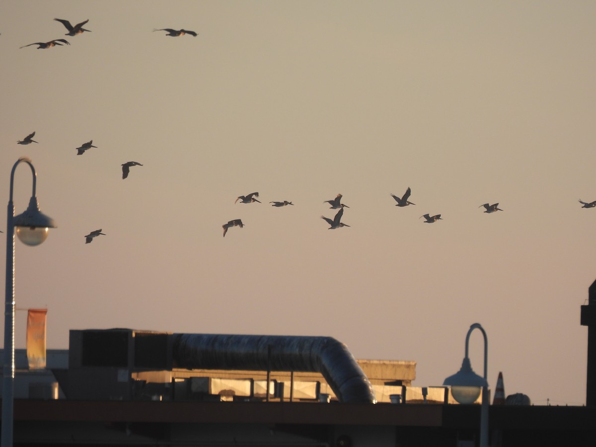 Brown Pelican - ML646220062