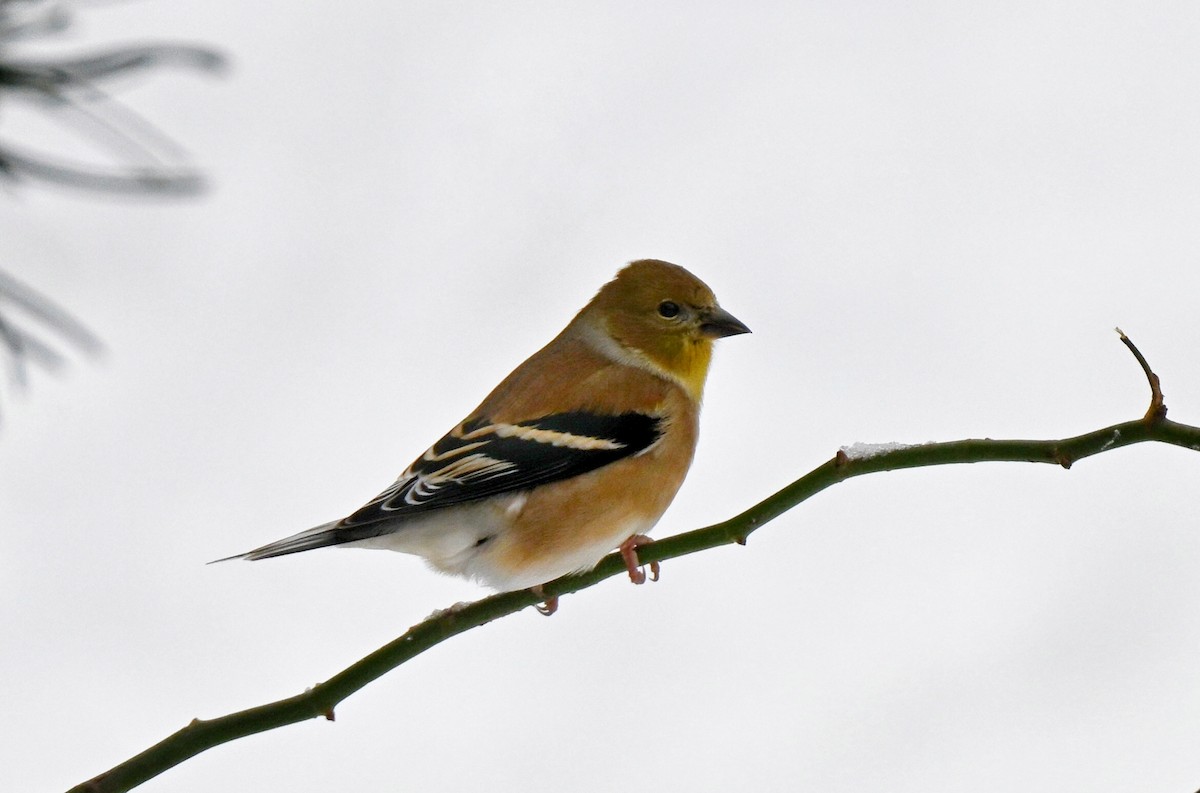 American Goldfinch - ML646220063