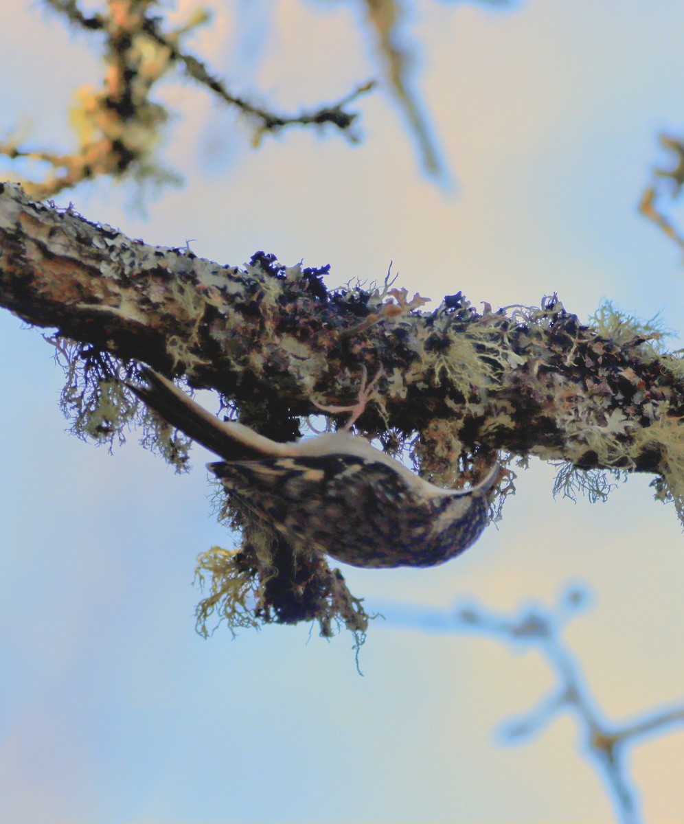 Brown Creeper - ML646220064