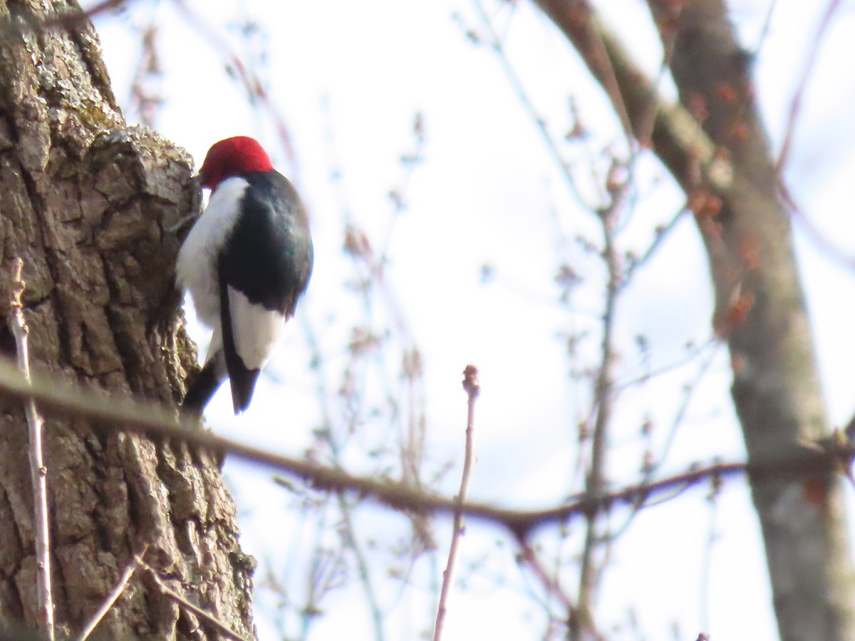 Red-headed Woodpecker - ML646220065