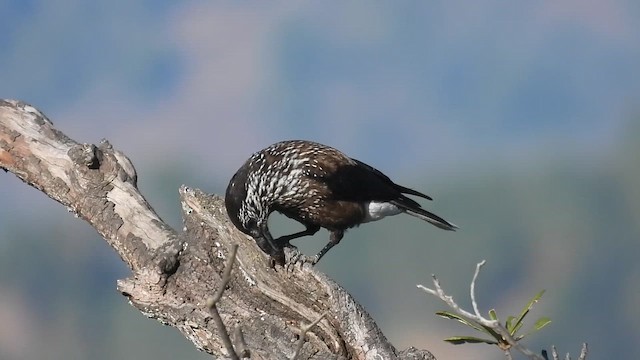 Cascanueces Sureño - ML646220068