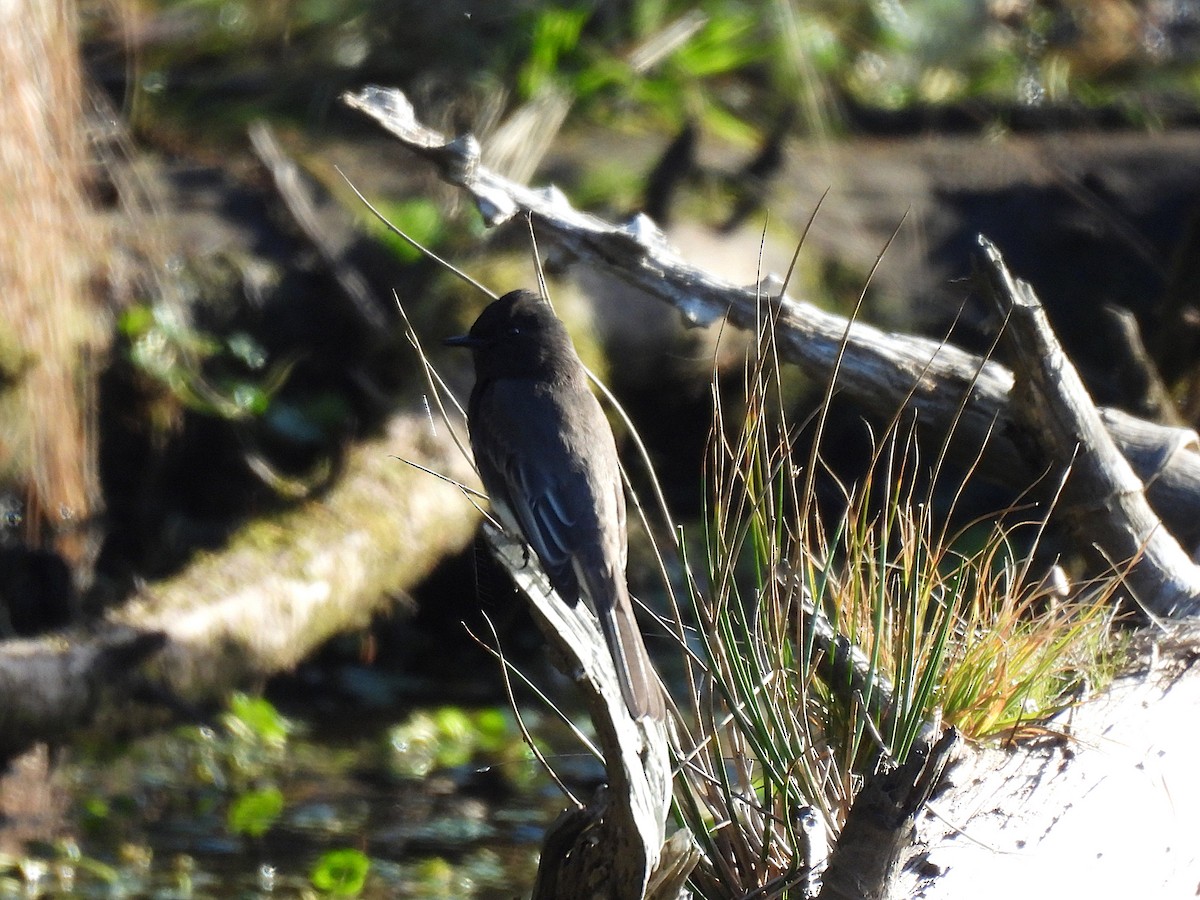 Black Phoebe - ML646220072