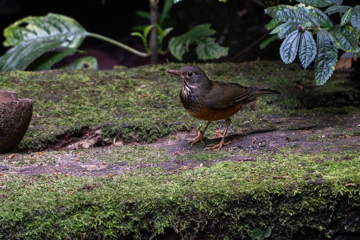 Black-breasted Thrush - ML646220073
