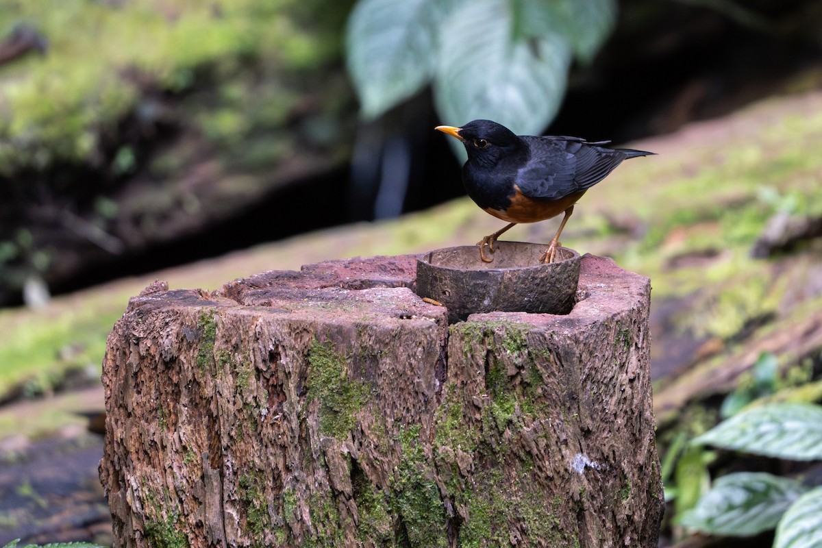 Black-breasted Thrush - ML646220074