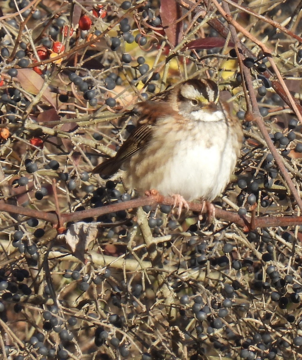 White-throated Sparrow - ML646220081