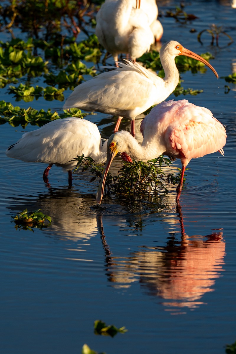 Roseate Spoonbill - ML646220083